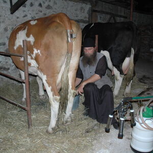 Milking the cows 1