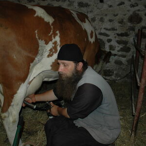 Milking the cows 6