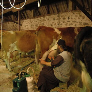 Milking the cows 8
