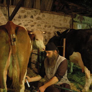 Milking the cows 12