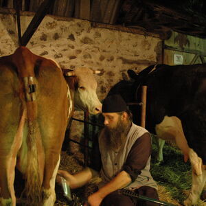 Milking the cows 13
